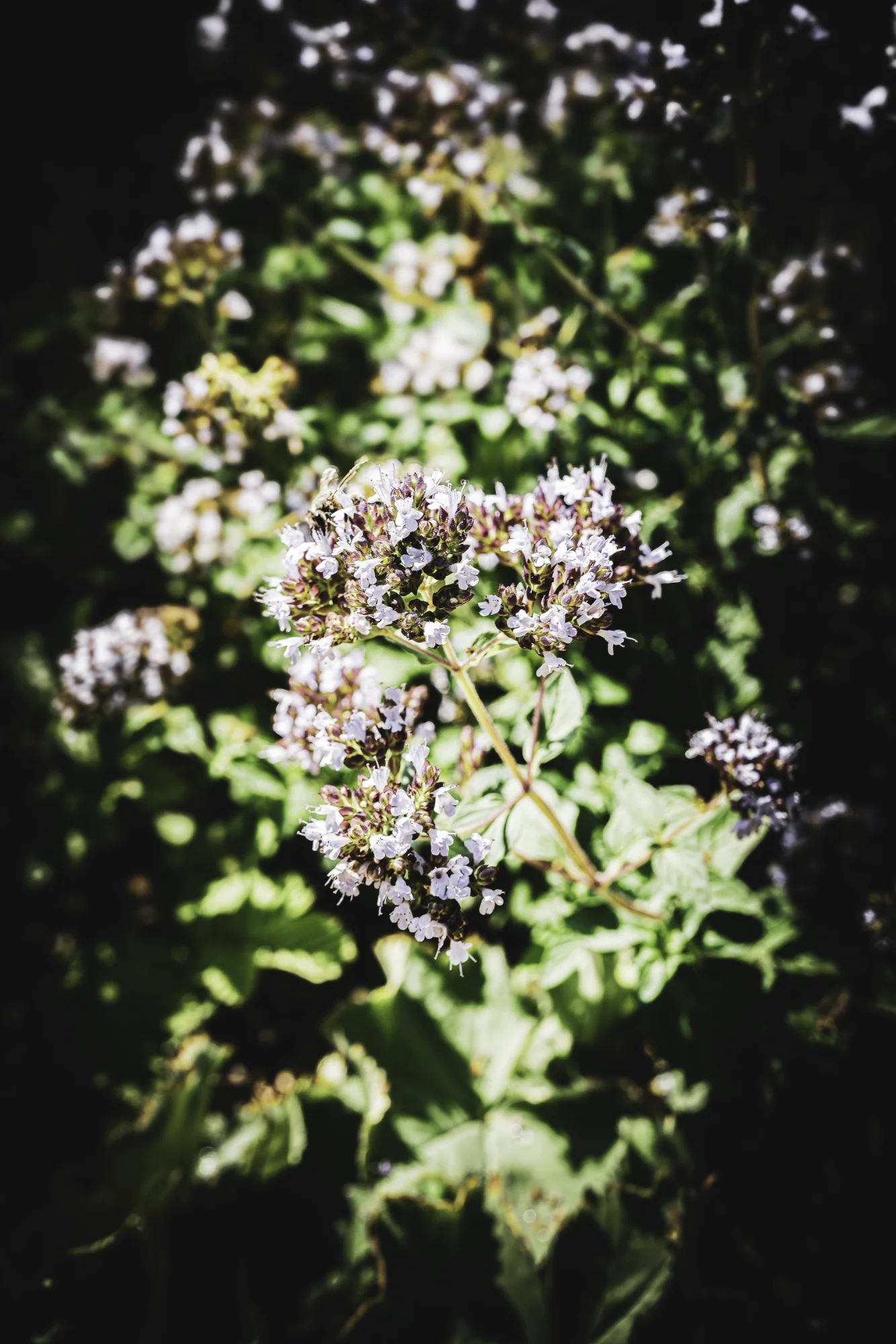 Clusters of tiny pale flowers lit by strong sun against softly blurred green foliage.