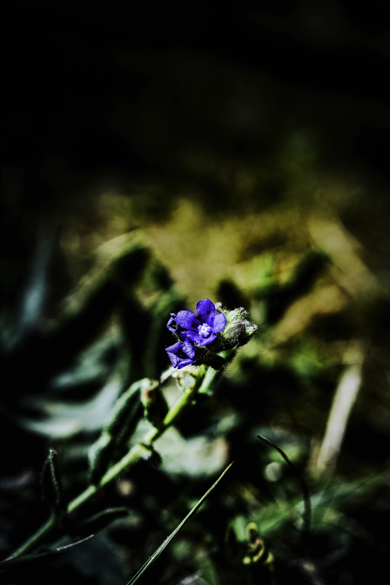 Tiny vivid blue flower and fuzzy buds caught in sunlight against dark, softly blurred leaves.