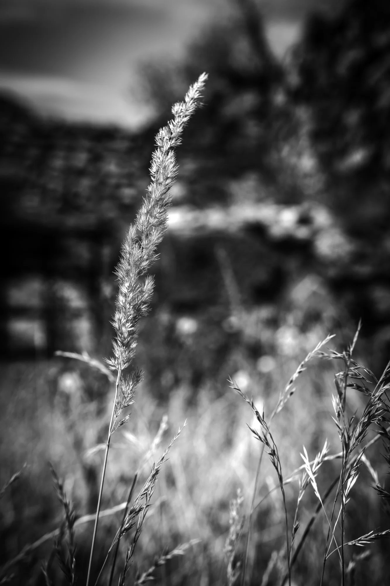 Sunlit grass seed head in sharp black-and-white focus with blurred stone ruins behind it.