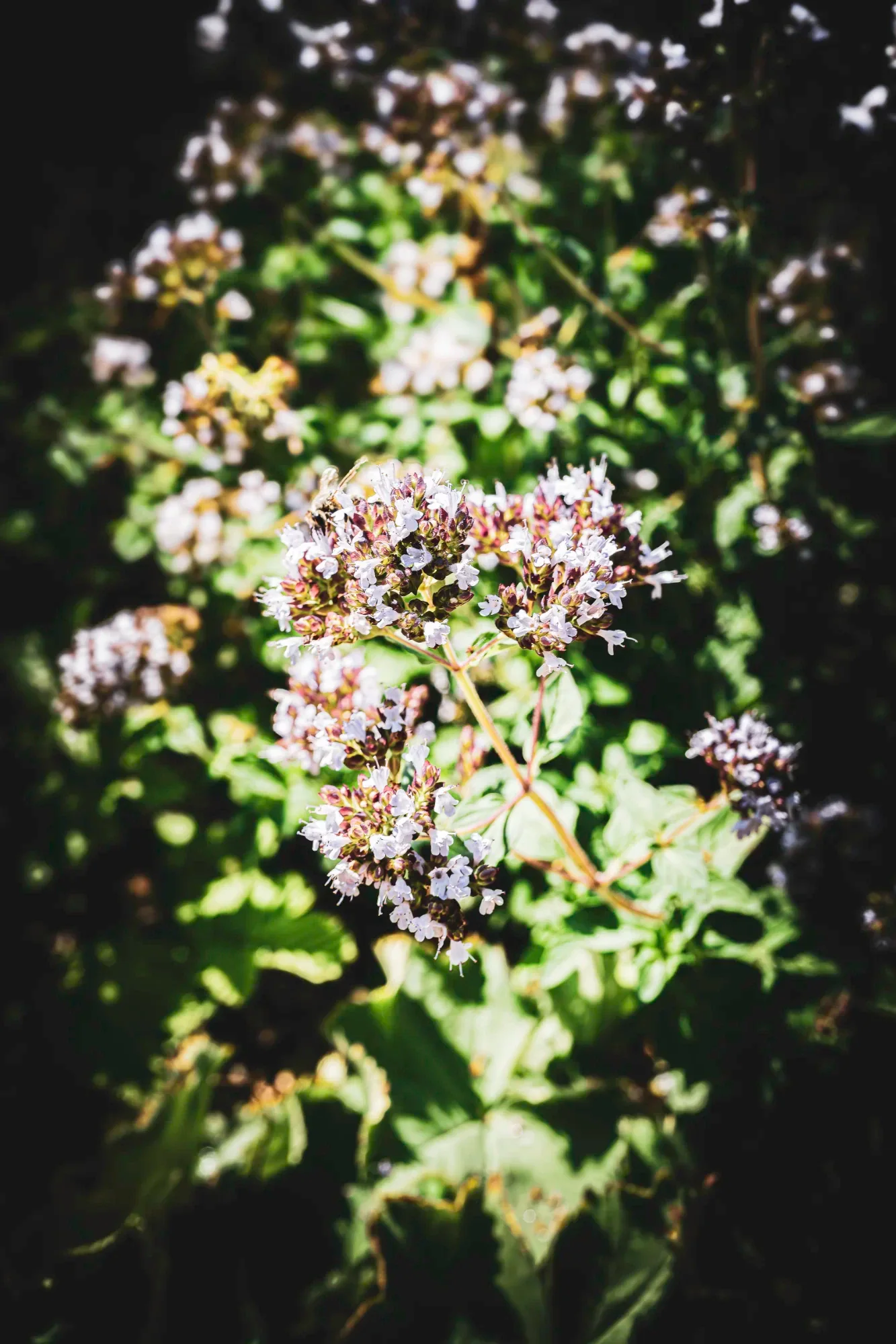 A bee among clusters of tiny pale flowers in strong sunlight against dark green foliage.