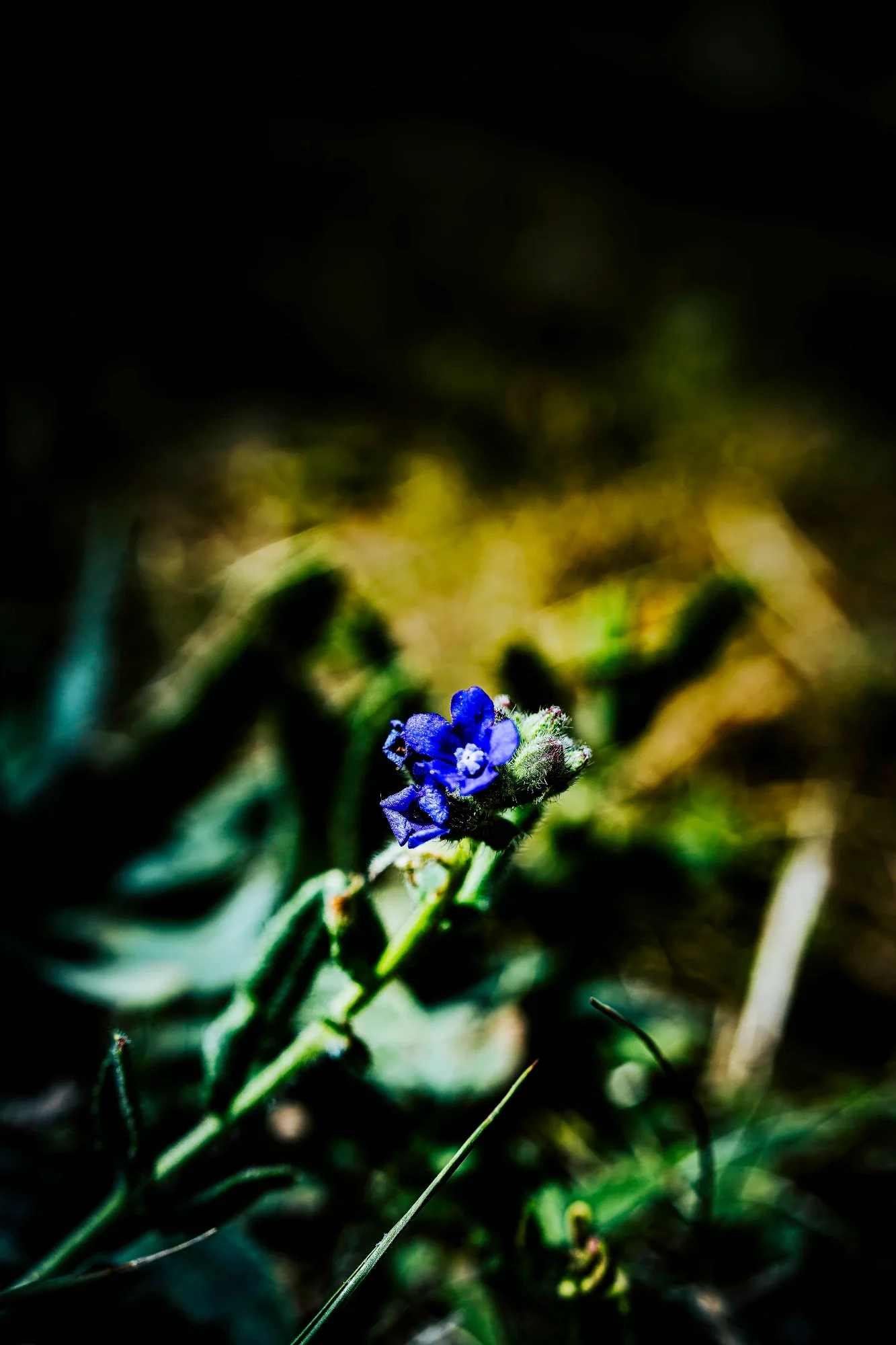 Tiny cobalt-blue flower and hairy buds in sunlight against dark, softly blurred leaves.