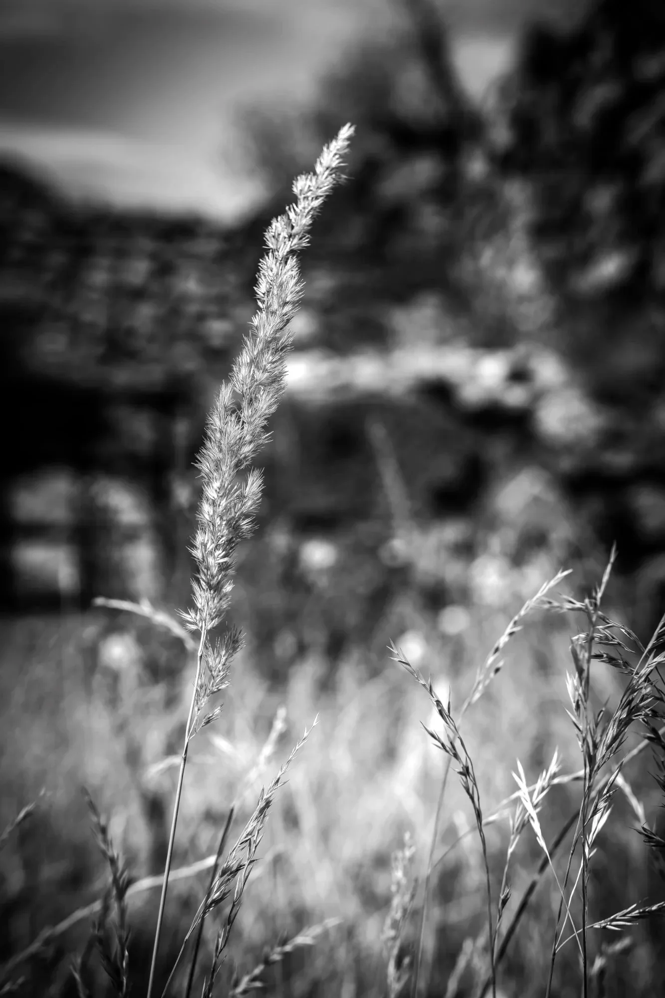 Sunlit grass seed head in sharp black-and-white focus with blurred stone ruins behind it.